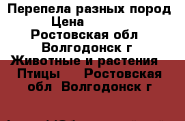 Перепела разных пород › Цена ­ 50-250 - Ростовская обл., Волгодонск г. Животные и растения » Птицы   . Ростовская обл.,Волгодонск г.